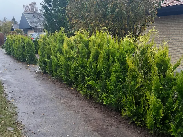 Beplantning - Anlægsgartner Krogh & Søndergaard ApS